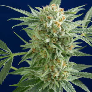 Bud Commander - Tumwater Recreational Marijuana Retailer - Bud Commander