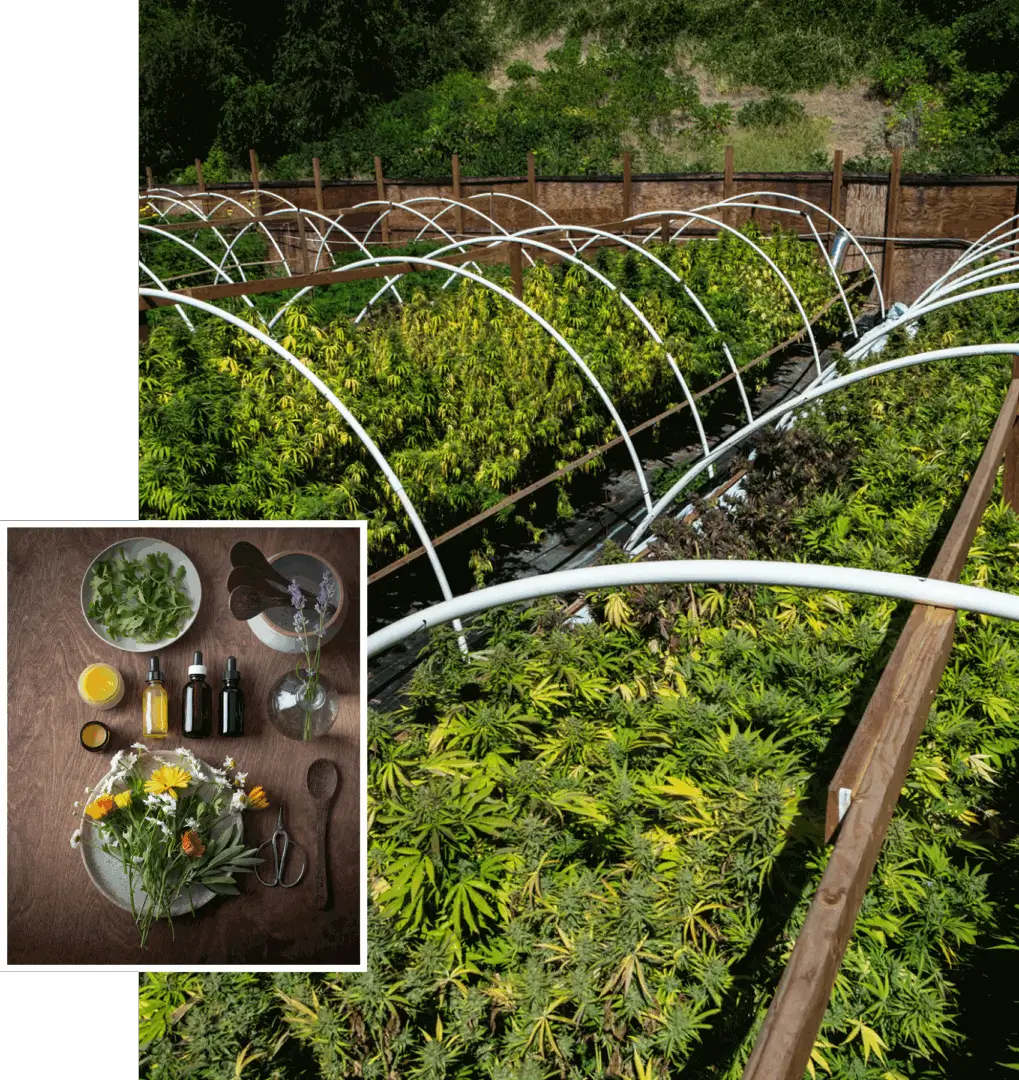 Herbal garden with greenhouse structure